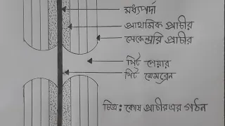 How to draw Cell Wall