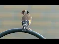 20 COMMON BIRDS and THEIR SONGS for BEGINNERS