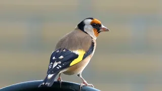 20 common birds and their songs for beginners