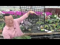 Lagu Norman Fang Live!  Episode 64 - Mounting Orchids