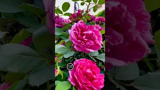 يا بدع افورد ياجمال الورد 