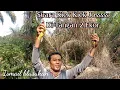 Download Lagu Suara Kepodang Kombinasi Kiek Kiek. Di Tangan Dua Ekor.