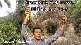 suara kepodang kombinasi kiek kiek di tangan dua ekor 