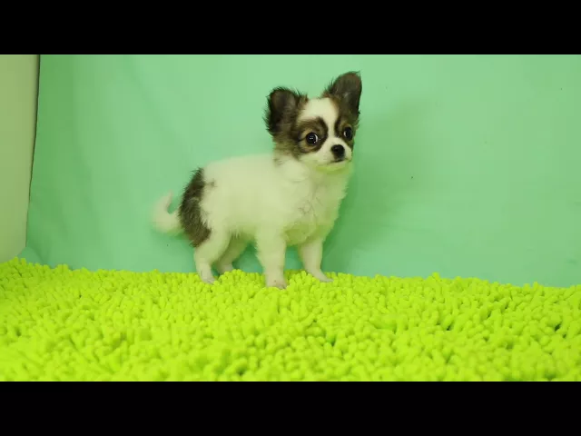 動画