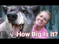 German Shepherd And Wolf Mix Breed