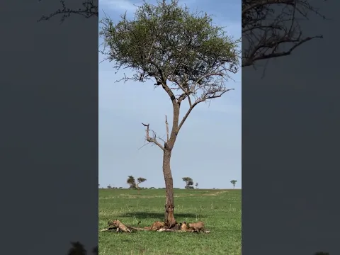 Unlike adult lions, young cubs are surprisingly capable climbers