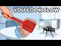 Why You Can t Swat a Fly Fly Vision and Flicker Fusion Explained