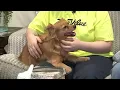 Missing dog found after bolting out of Lakewood Petco store during grooming appointment