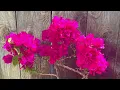Download Lagu 2022 SPRING Bougainvillea Bonsai Repotting \u0026 Styling