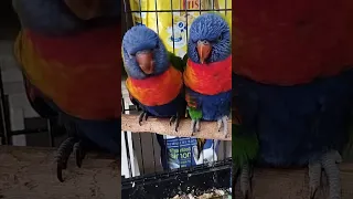 وليدات الببغاء اللوري جمال تبارك الرحمان 