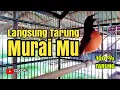 Download Lagu TES MENTAL MURAI BORNEO || TIDAK BISA DIAM DENGAR SUARANYA || PASTI LANGSUNG TARUNG 💯