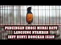 Download Lagu PANCINGAN MURAI BATU EMOSI LANGSUNG NYAMBAR IKUT BUNYI BONGKAR ISIAN #pancinganmuraibatu