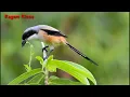 Download Lagu Masteran suara Burung Cendet/Penten Suara Kucing|| Bikin Cendet ga Mau Diam