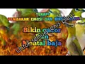 Download Lagu Terapi pembakar birahi dan emosi untuk semua jenis pleci