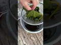 Download Lagu Fig Leaf Syrup Recipe 🌱 #recipe #forage #figrecipe #figleaf #figs #recipevideo #youtuberecipes