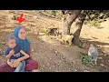 Download Lagu Documentary of nomadic life: Maryam's efforts to care for Arad in the absence of Seif Ella