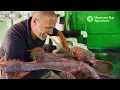 Stuck on you caring for our giant Pacific octopus