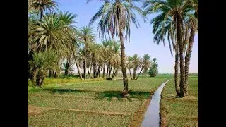 يا حضرة العمدة    صولو كمان أحمد سليم دندنها