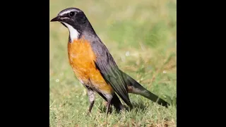 طائر ابو الحناء ابيض الحنجرة 