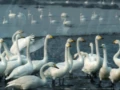 Download Lagu El Lago de los Cisnes - Chaikovski
