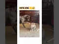 Download Lagu Angry Cat Fights Dog With Paws 🐱👊🐶 | Epic Showdown
