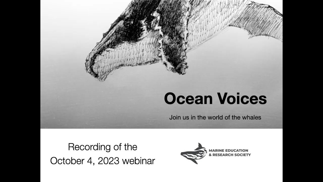 Ocean Voices - The importance of sound to cetaceans / webinar recording