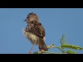 Download Lagu Burung Cici Padi Gacor