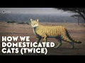 How We Domesticated Cats Twice