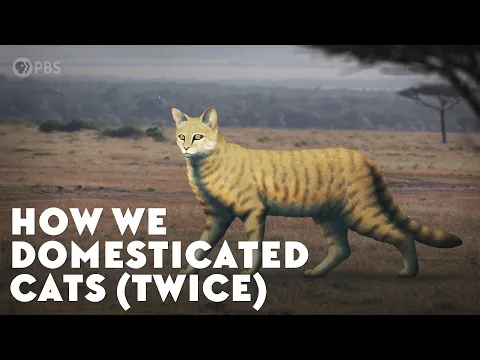 Download MP3 How We Domesticated Cats (Twice)