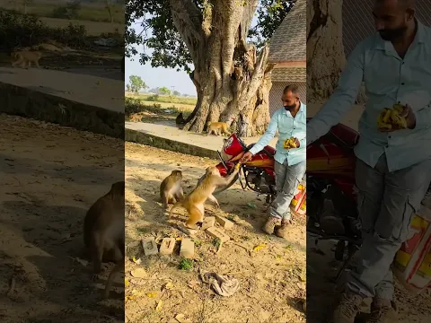 #funniestmoments #monkeychallenge #monkey #funny