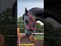 Lagu Best wild horses Mares Revolutionizing 158. #shorts #shortsfeed #youtubeshorts #trending #horse