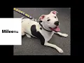 Bobbie s Pit Bull Rescue s 2022 Adoptions