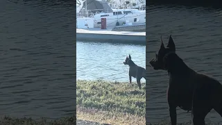 #fyp #dream #youtube #doberman #pets