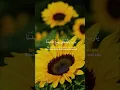 Download Lagu ya robbi bil musthofa baligh maqo sidana #story