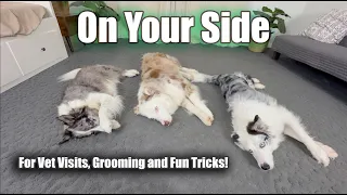 On your side - Great for grooming, vet visits and dog trick training