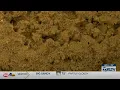 Experts discuss managing fire ants in East Texas during spring summer
