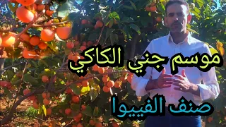 الكاكي صنف الفييوا انطلاق موسم جني الكاكي ضواحي مدينة مكناس 