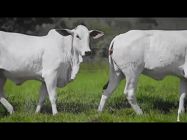 3 Novilhas Nelore P.O.