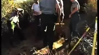 ناشيونال جيوغرافيك أبو ظبي القطط القاتلة 