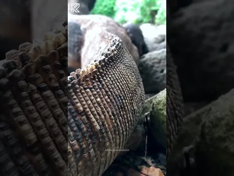 POV: You're inches away from a Komodo Dragon 💀 #komodo #wildlife