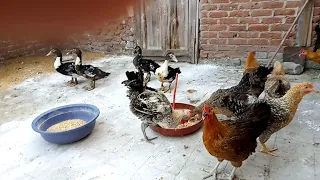 لو عندك الفرخ بتاكل البيض وبتبيض بيضه بروشت او قطع البيض عندى الحل ليكى 