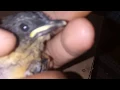 Download Lagu Panen Anakan Muray Batu. Di Penangkaran Satria Bird Farm