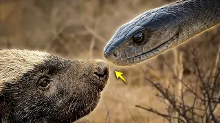 PICADO PELA MAMBA-NEGRA: O Dia em que o TEXUGO-DO-MEL Caiu…
