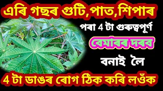 এৰি গছৰ 4 টা প্ৰমাণিক ঔষধ ঘৰতে বনাই,ডক্টৰৰ ওচৰলৈ নোযোৱাকৈ, 4 টা সাধাৰণতে হৈ থকা বেমাৰ ভাল কৰি লওক //