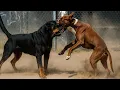 Pitbull Vs Rottweiler in a Real Fight! - Trained Rottweiler Vs Street Gang Dog!