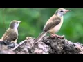 Download Lagu prenjak padi klik klik klik nyaring bunyi nya