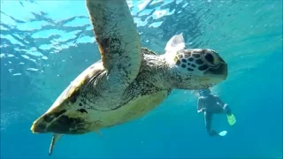 Sailing into freedom Episode 86 A hammerhead swims by