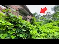 Download Lagu Cleaning Up an Abandoned House Filled with Zombies and Snakes – A Single Mother Cries Because