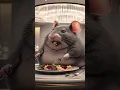 Download Lagu Tikus rakus yang menjadi obesitas. #shorts #rakus #tikus #obesitas #giant