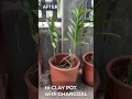 Download Lagu VANDA ORCHIDS IN CLAY POT w/ CHARCOAL | How To Pot/Plant Vanda in Clay Pot | Potting Orchid  #SHORTS